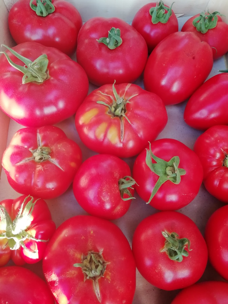 Tomates